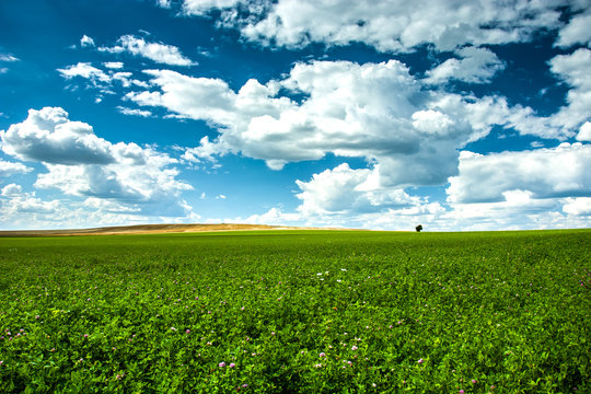 Field of clovers and clouds in the sky