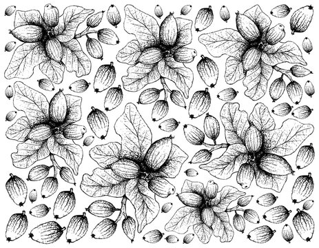Hand Drawn of Cryptocarya Alba Fruits on White Background