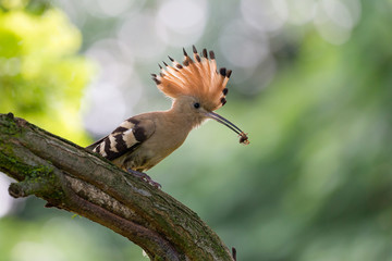 Upupa con ragno nel becco (Upupa epops)