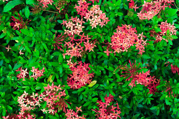 Ixora flower.Red spike flower. King Ixora blooming (Ixora chinensis). Rubiaceae flower.Ixora...