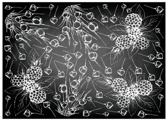 Hand Drawn of Dewberries and Ephedra Distachya Fruits Background