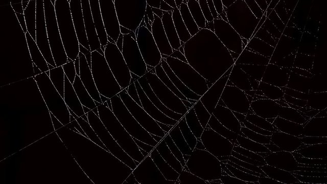 Focus on spider web, night dark background