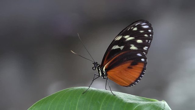 Beautiful butterfly rest on green leaf, blur background