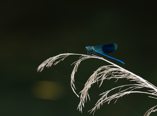 Macrophotographie d un insecte: Calopteryx eclatant (Calopteryx spendens) © panosud360
