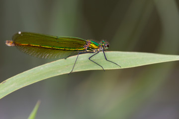 Macrophotographie d un insecte: Calopteryx vierge (Calopteryx virgo)