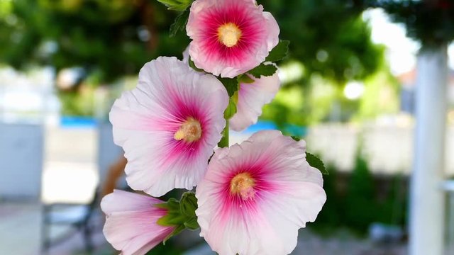 Malva (Alcea rosea hollyhock) pink flower in the garden
