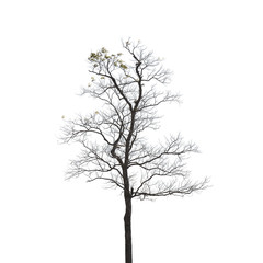 Obraz premium dead tree