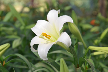 Fototapeta na wymiar lily flower