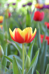 tulip flower