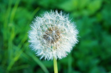 Dandelion with seeds.