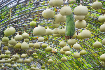 calabash plant