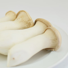 Fototapeta premium eringi mushroom