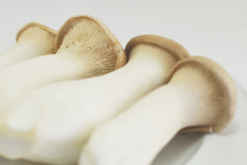 Fototapeta na wymiar eringi mushroom
