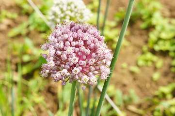 Flowers of onion.