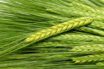 Green ears of rye.
