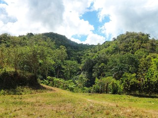 Fototapeta na wymiar Regenwald - Urwald auf Kuba