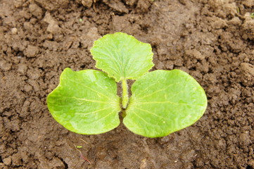 Pumpkin sprout.