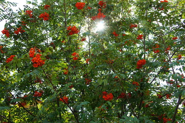 Rowan with berries.