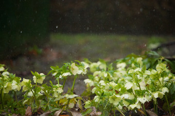 Wild forest flower white in the rain.