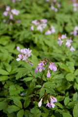 Wild forest flower lilac close-up.