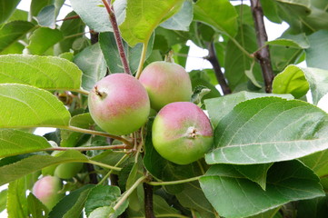 Young  apples on a tree.