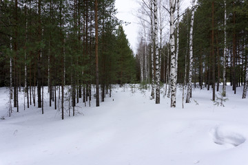 Winter landscape overcast perspective postcard rime snowflakes .