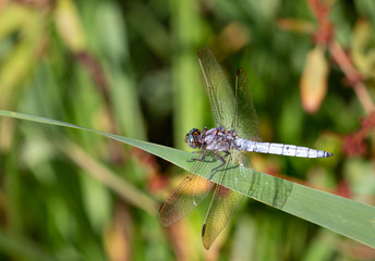 Macrophotographie d un insecte: Libellule fauve (Libellula fulva)