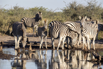 Obraz na płótnie Canvas Damara zebra herd, Equus burchelli antiquorum, in Boteti river, Makgadikgadi National Park, Botswana