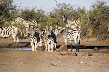 Obraz premium Damara zebra herd, Equus burchelli antiquorum, in Boteti river, Makgadikgadi National Park, Botswana