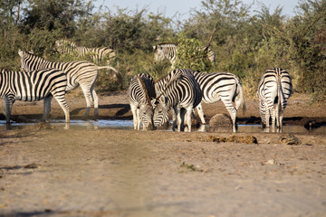 Fototapeta na wymiar Damara zebra herd, Equus burchelli antiquorum, in Boteti river, Makgadikgadi National Park, Botswana