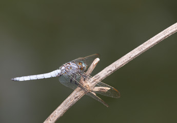 Macrophotographie d un insecte: Libellule fauve (Libellula fulva)
