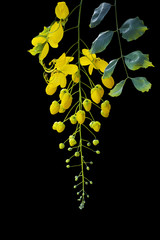 cassia fistula flower