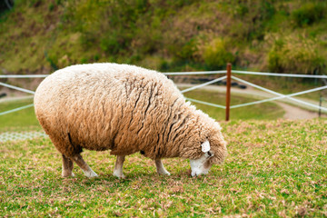 Sheep Eating Grass in Field