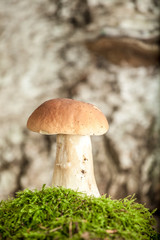 appetizing mushrooms in a forest in moss