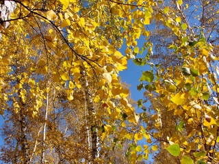 Autumn of the Siberian forest 