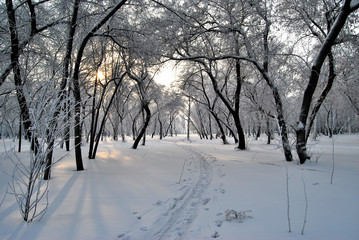 Winter Siberian forest, Omsk region