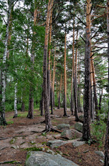 In the mountain forest, State National Natural Park 