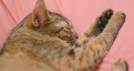 Cat sleep and lying on couch