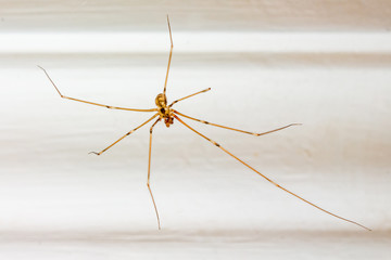 Spider in a room on a white background. Insects in people's homes_