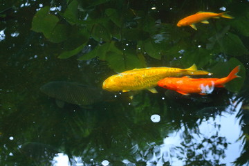 carp fish swimming in the pond