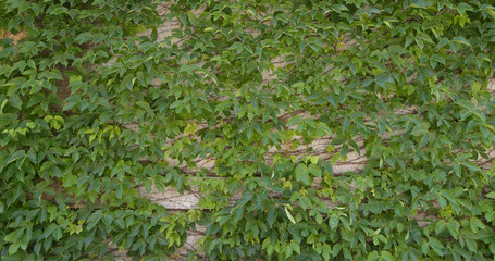 Green creeper on wall
