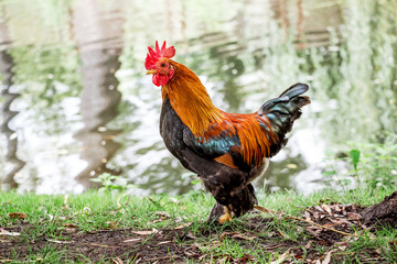 Dwarf Cock Bantam at a farm near a pond_