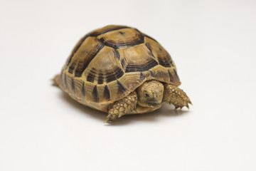 Baby turtle. little turtle. Head footed Tortoise. turtle isolated on white background