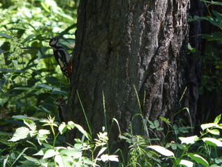 woodpeckers