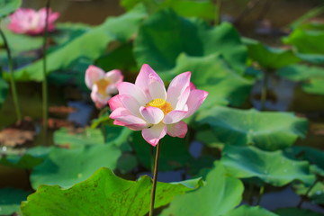 Beautiful pink lotus flower in blooming