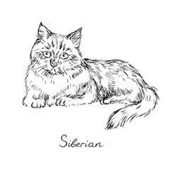 Siberian, cat breeds illustration with inscription, hand drawn doodle, sketch, outline black and white vector