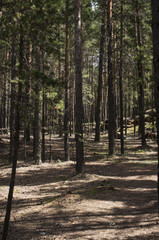 Naklejka premium Pine forest, forest landscape