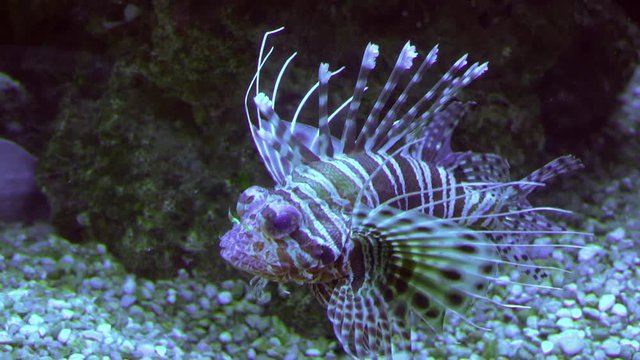 Lionfish underwater