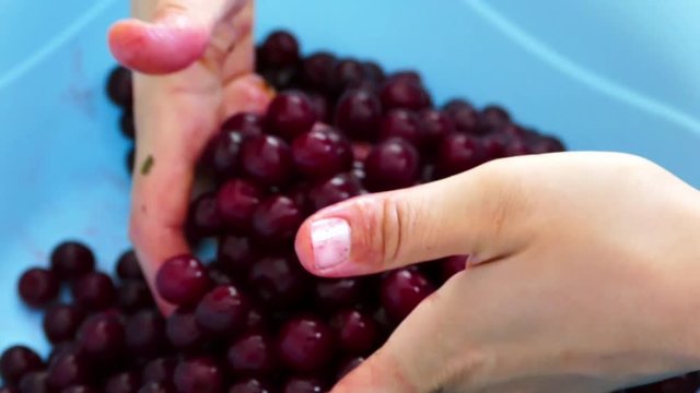 A woman is washing cherries to make cherry jam,

