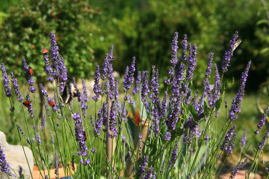 Fototapeta Un plant de lavande fleurie